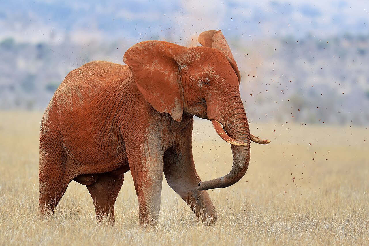 Red-dust elephant in Tsavo East National Park
